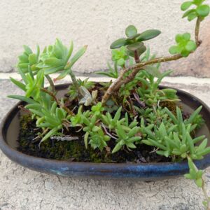 Pot plat plantes extérieur (JA-1227)