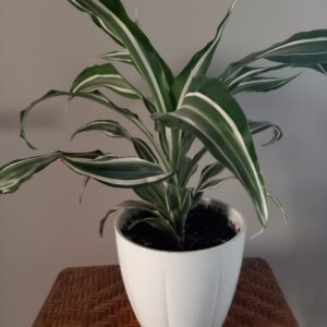 Pot Dracaena (JA-1027)