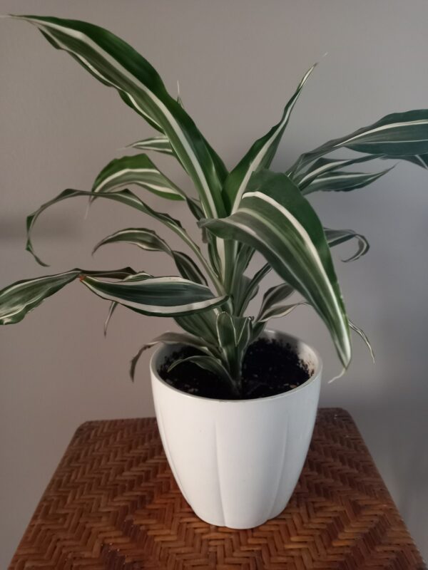 Pot Dracaena (JA-1027)