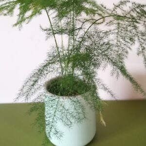 Pot Asparagus (JA-1403)