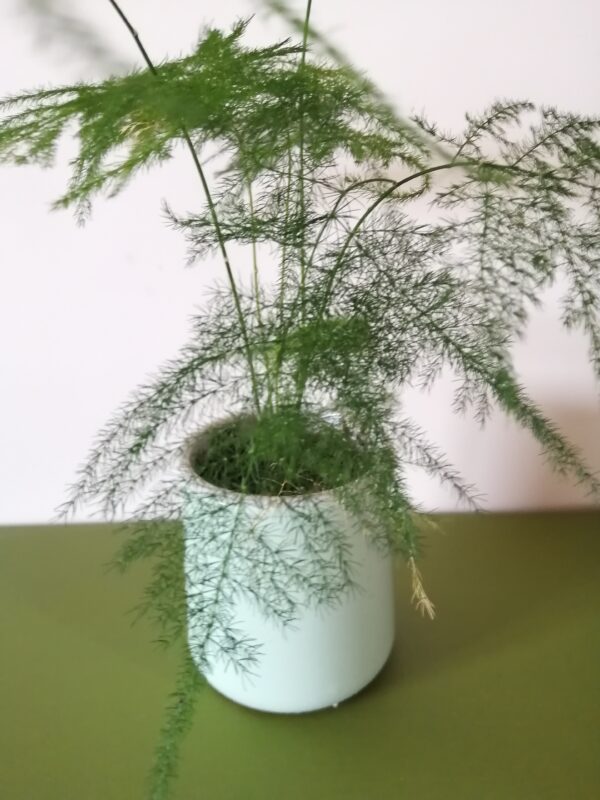 Pot Asparagus (JA-1403)