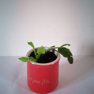 Pot Schlumbergera (JA-1603)