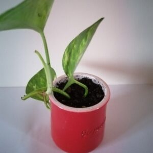 Pot Pothos (JA-1608)