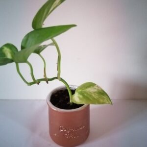 Pot Pothos (JA-1610)