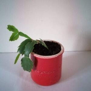 Pot Schlumbergera (JA-1611)