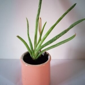 Pot Aloe vera (JA-1613)