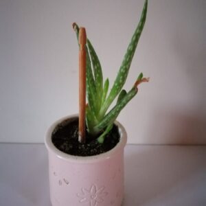 Pot  Aloe vera (JA-1614)