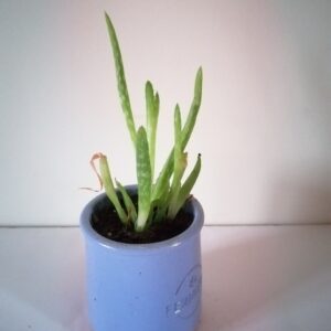 Pot  Aloe vera (JA-1615)