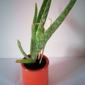 Pot  Aloe vera (JA-1616)