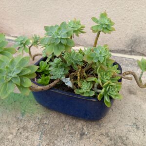 Pot bleu plantes extérieur (JA-1236)
