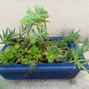 Pot bleu plantes extérieur (JA-1237)