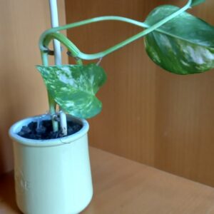 Pot Pothos (JA-1710)