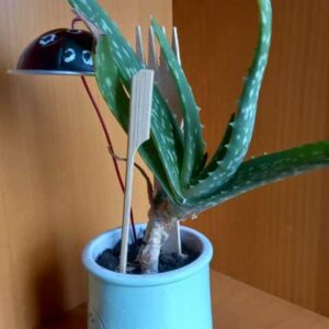 Pot Aloe vera (JA-1711)