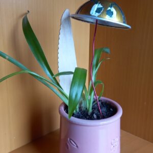 Pot chloropythum (JA-1712)