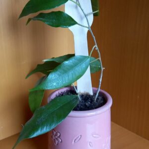 Pot ficus (JA-1713)