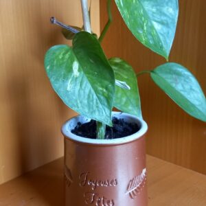 Pot Pothos (JA-1714)