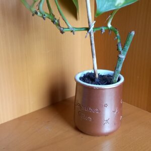 Pot Pothos (JA-1715)