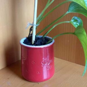 Pot Pothos (JA-1716)