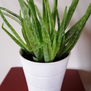 Pot blanc Aloe Vera (JA-1717)