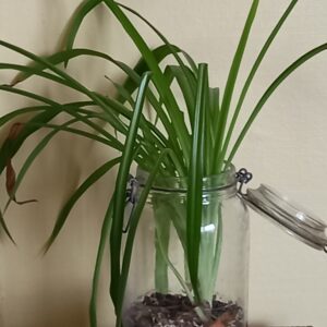 Pot familia Chlorophytum (JA-1397)
