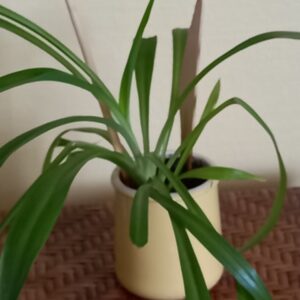 Pot Chlorophytum (JA-1845)