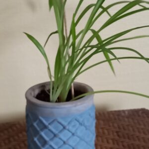 Pot Chlorophytum (JA-1847)